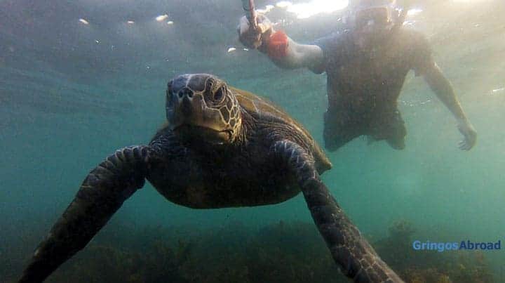 Bryan with Galapagos sea turtle