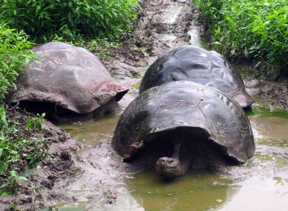 land-tortoises-galapagos