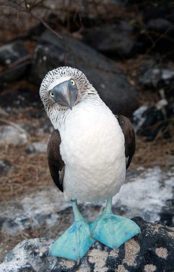 blue-footed-booby-galapagos-islands