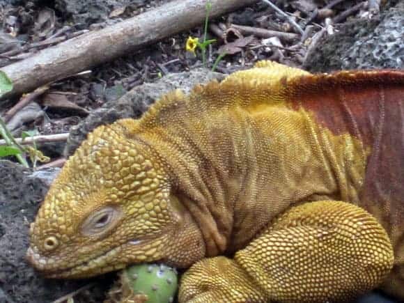 land-iguana-charles-darwin-center-galapagos