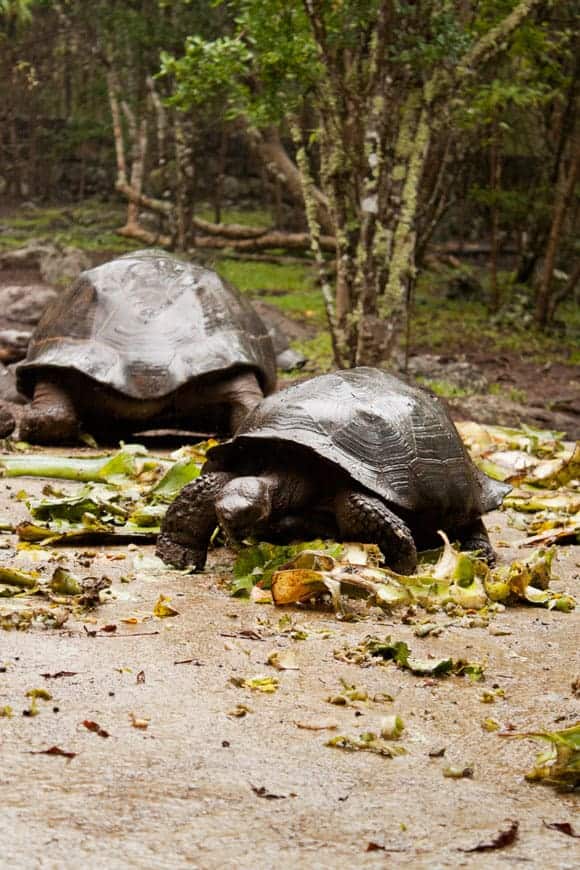 floreana-island-tortoise