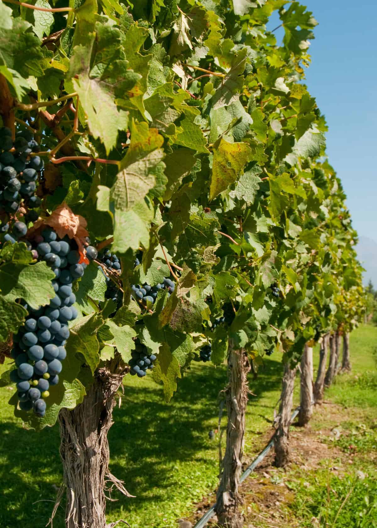 Vineyard in Mendoza Argentina