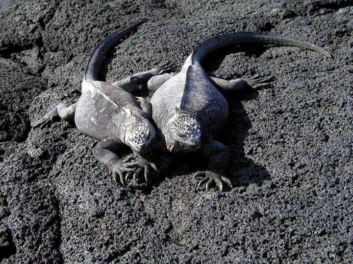 Galapagos-Marine-Iguanas