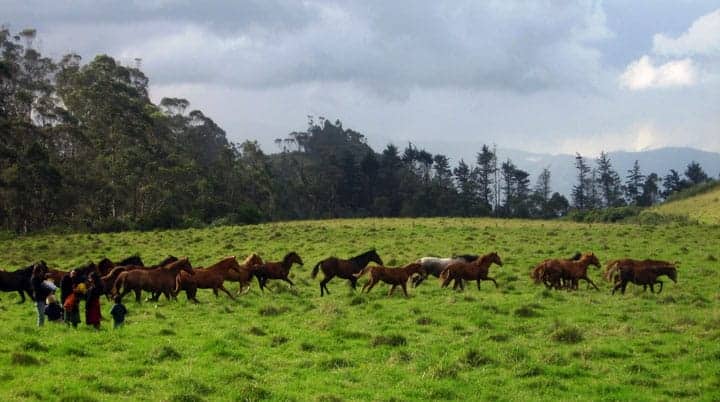 otavalo-ecuador-horse-ownership-herd-running