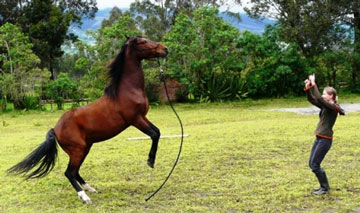 ecuador-horse
