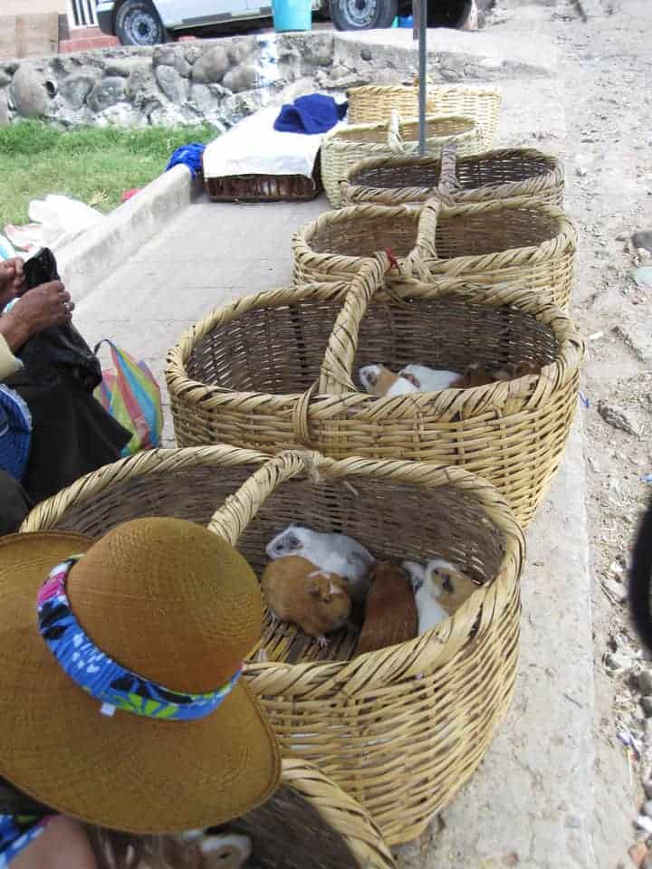 guinea-pig-ecuador-cuy-market-7baskets