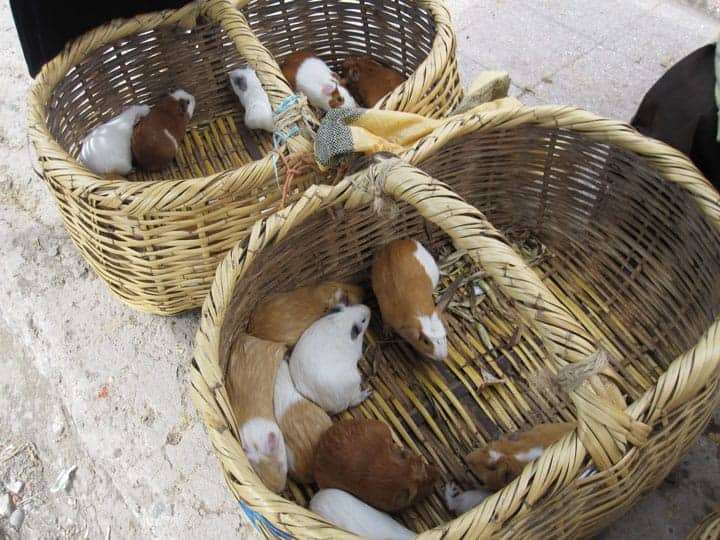 guinea-pig-ecuador-cuy-market-photo