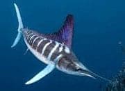 Striped-Marlin-ecuador-fishing