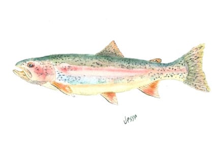 rainbow-trout-ecuador