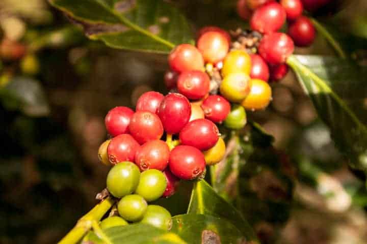 Coffee plants in Yunguilla Valley