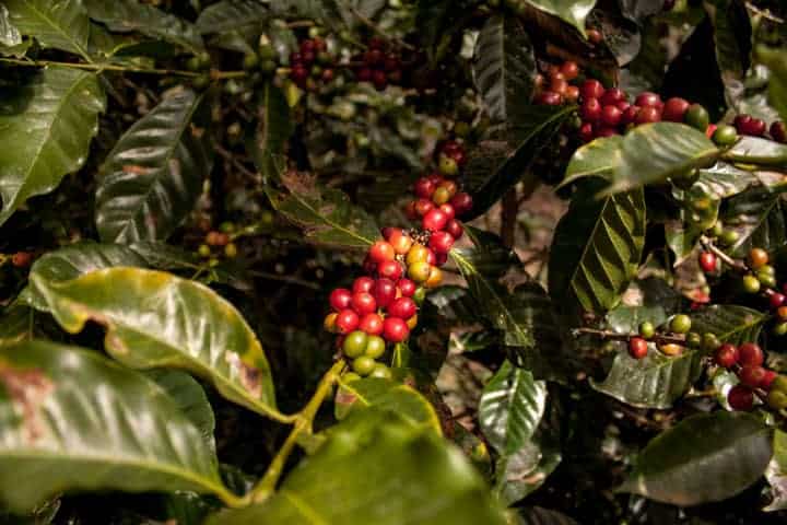 Small coffee plantation in Southern Ecuador