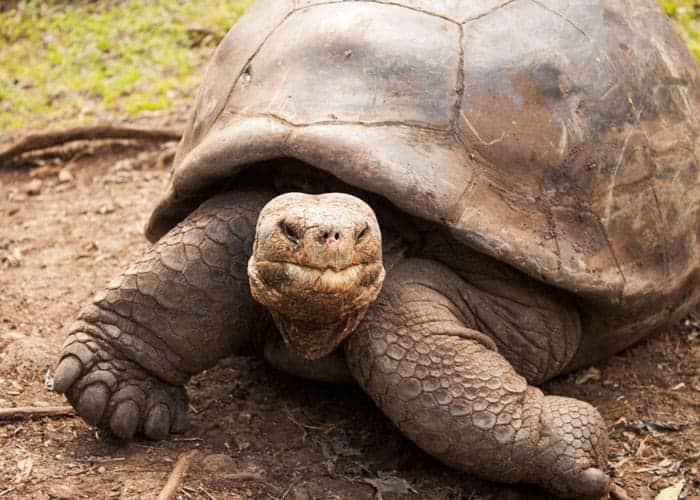 giant-tortoise-galapagos-islands-floreana