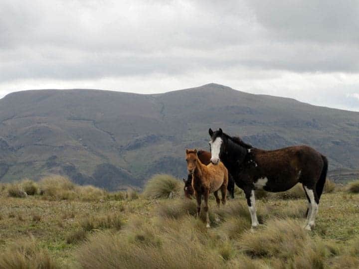 Whild horses in Ecuador