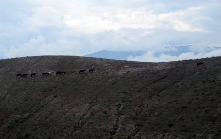 Wild horses in the mountains Ecuador