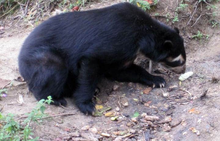 Andean Bear Male side view