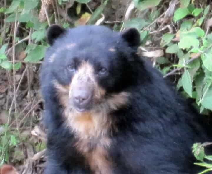 Andean Bear female face