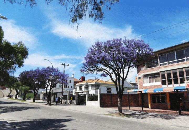 Blooming purple trees in Cuenca Ecuador