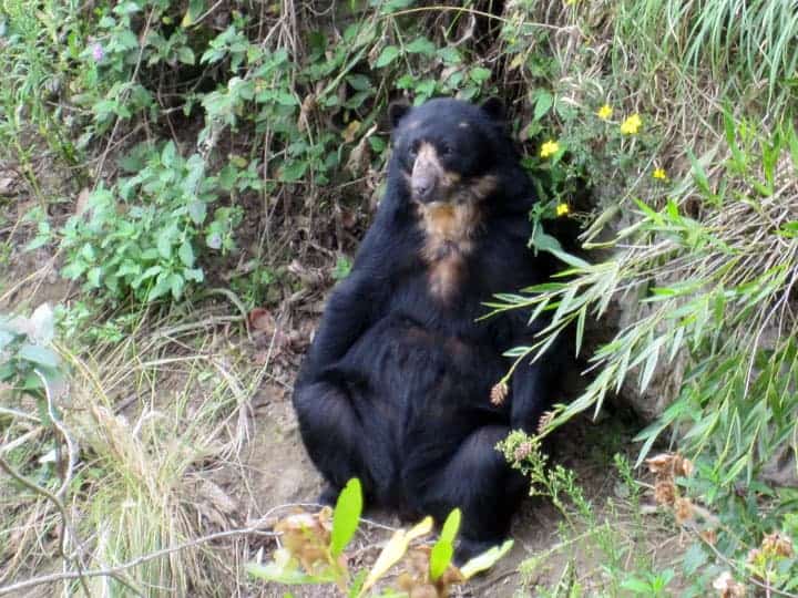 Female Andean Bear Cuenca Ecuador