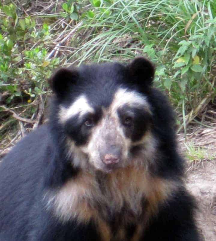 Male Andean Bear face