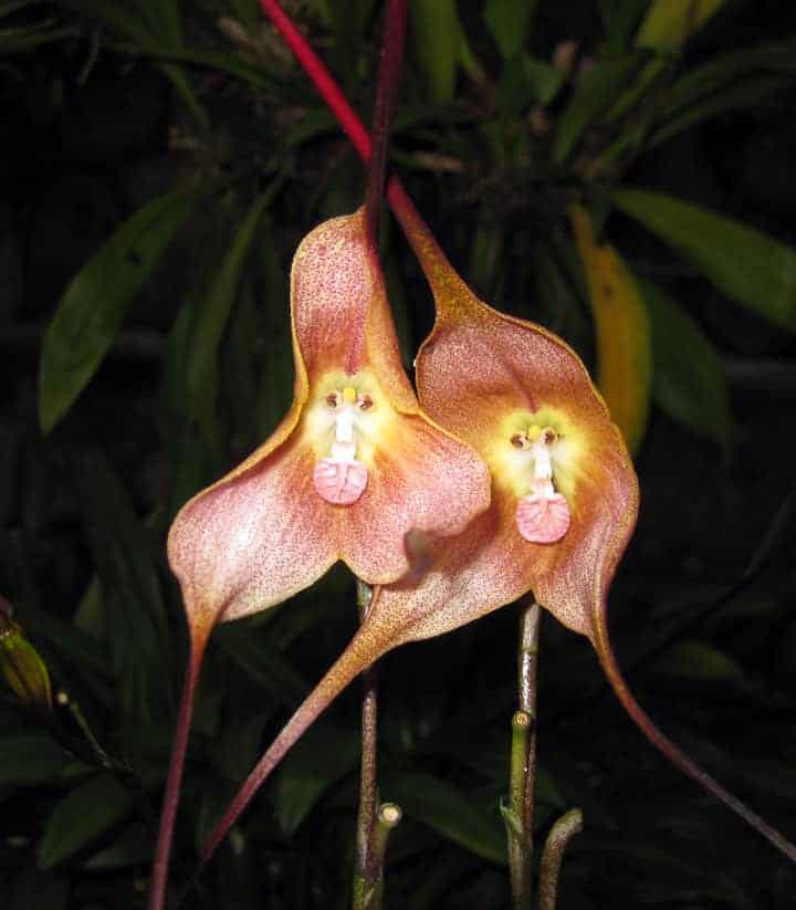 Monkey faced orchids flash