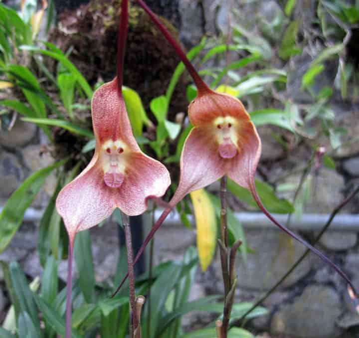 Two monkey faced orchids Cuenca