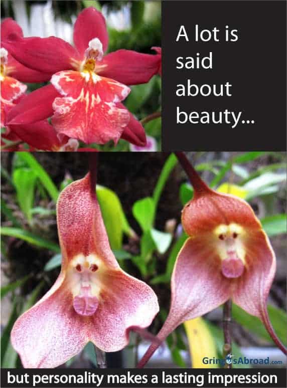beauty-monkey-faced-orchid