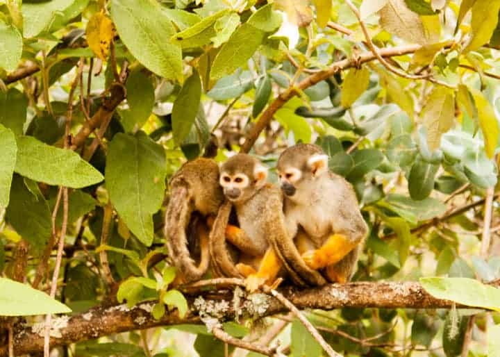 monkeys-zoo-cuenca-ecuador