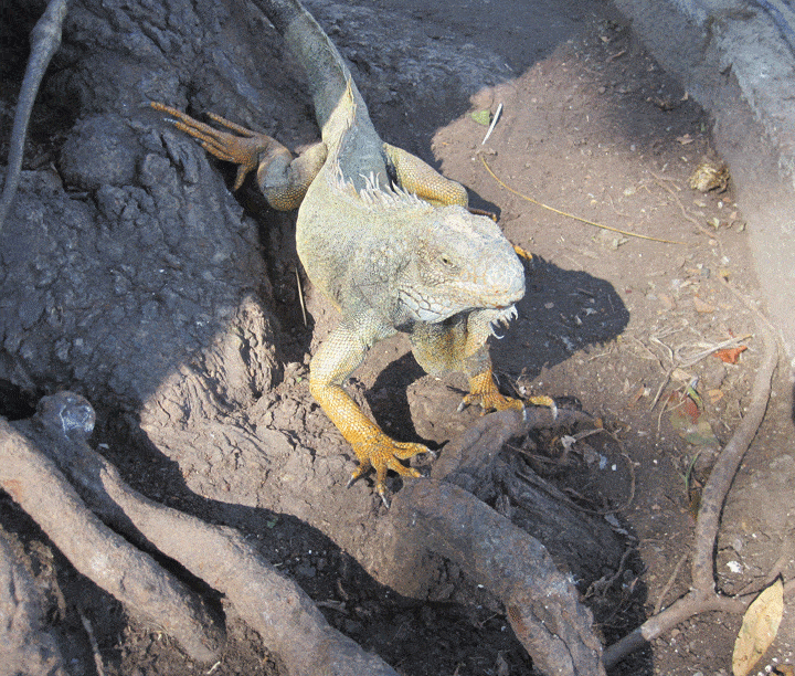 Big Iguana at Iguana Park Guayaquil Ecuador