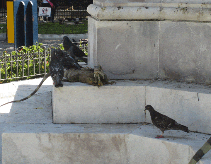 Birds and Iguana at Iguana Park Guayaquil Ecuador