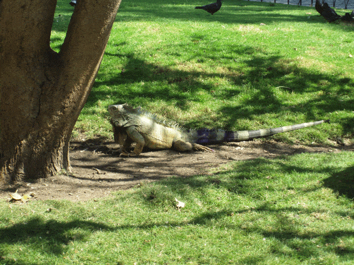 Iguana in the grass Iguana Park Guayaquil Ecuador