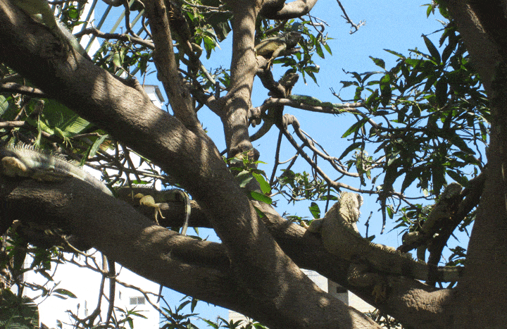 Iguanas in a tree Iguana Park Guayaquil Ecuador