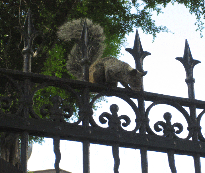 Squirrel at Iguana Park Guayaquil Ecuador