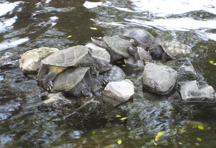 turtles at Iguana Park Guayaquil Ecuador