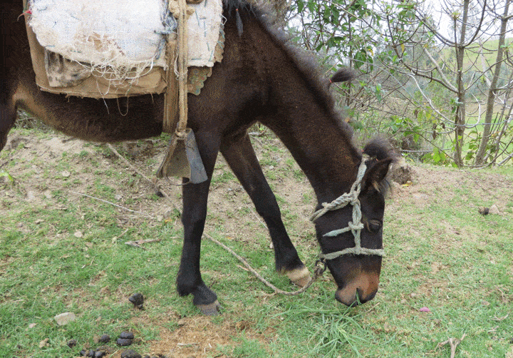 Work horse with home made saddle Ecuador