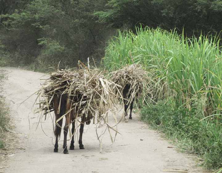 work horses with sugar cane Ecuador