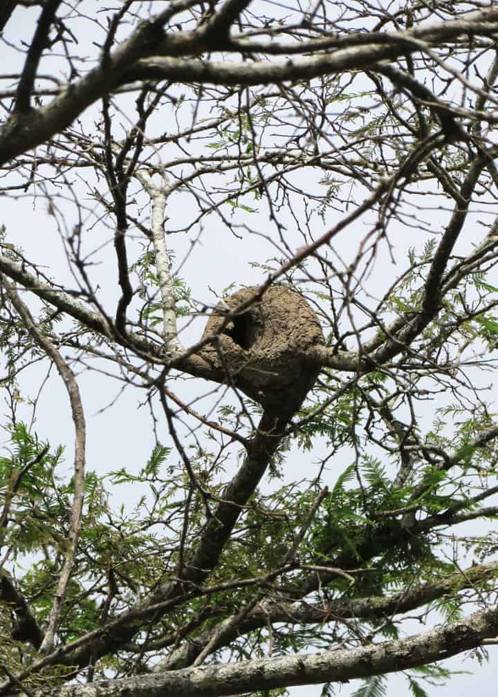 Mud-pale-legged-hornero-nest-in-branches-Ecuador