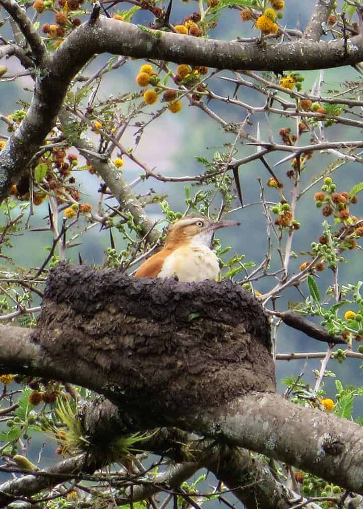 Pale-Legged-Hornero-In-Mud-Nest-Ecuador