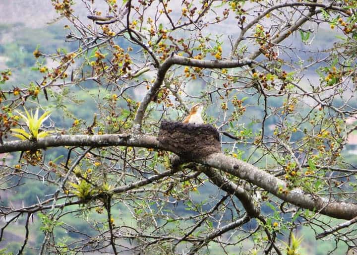 Pale-legged-hornero-in-nest-Ecuador