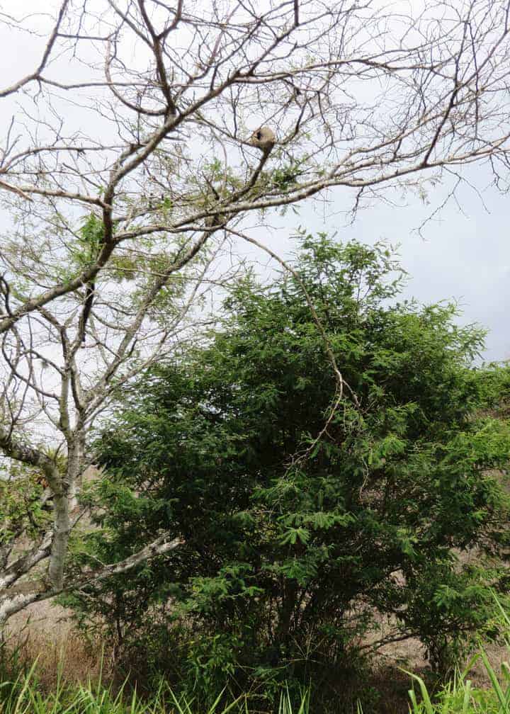 Pale-legged-hornero-mud-nest-in-tree-Ecuador