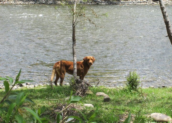 dog-at-river-gualaceo-ecuador