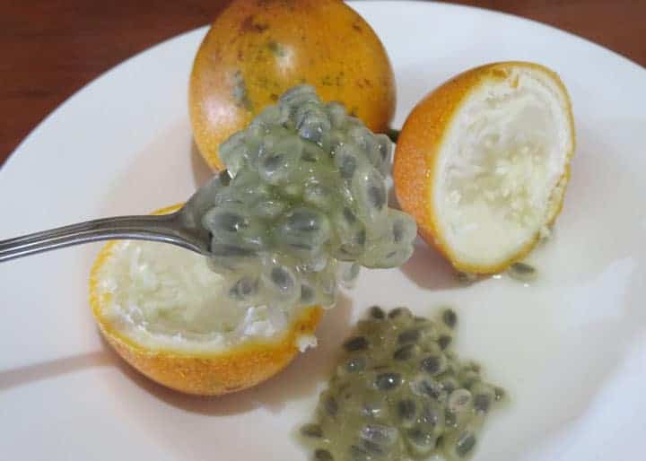 Spoonful-of-granadilla-fruit-seeds-Ecuador