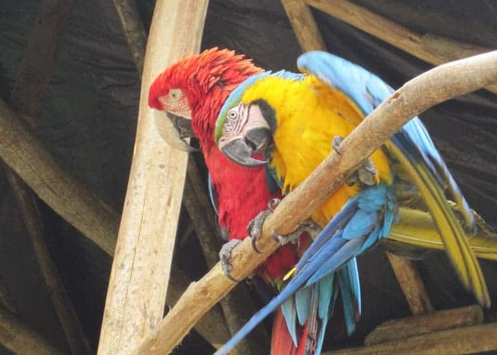 Amaru-zoo-Cuenca-Ecuador