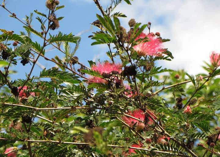 Pink-silk-tree-Ecuador