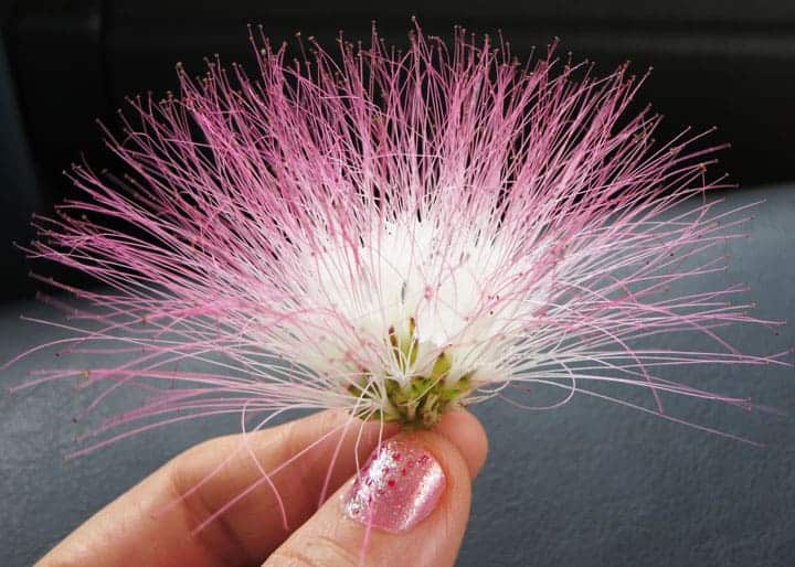 Pink-silk-tree-flower