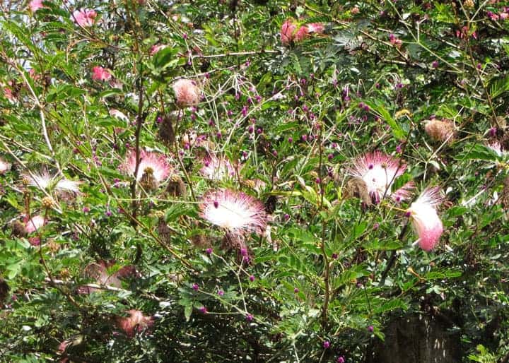 Pink-silk-tree