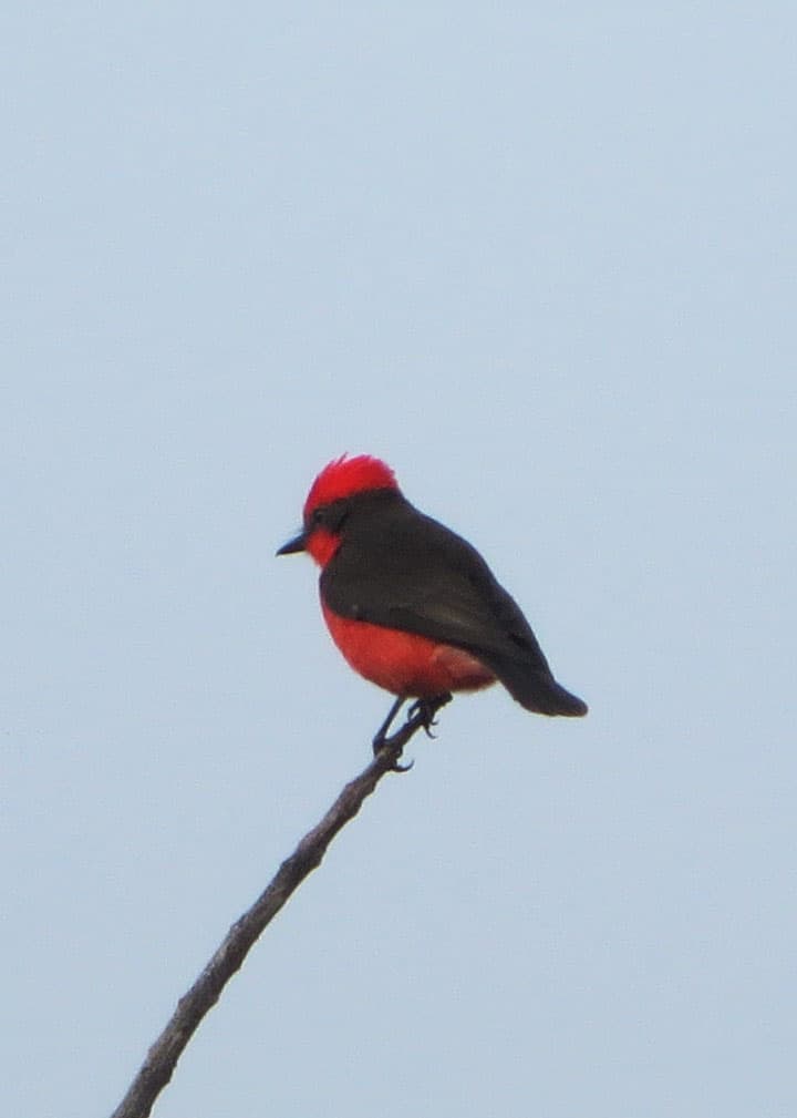 bright-red-vermilion-flycatcher-ecuador