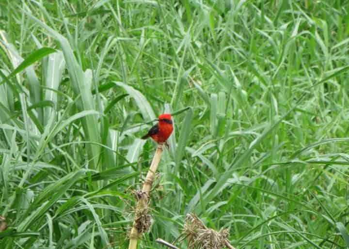 bright-red-vermilion-flycatcher-in-the-grass