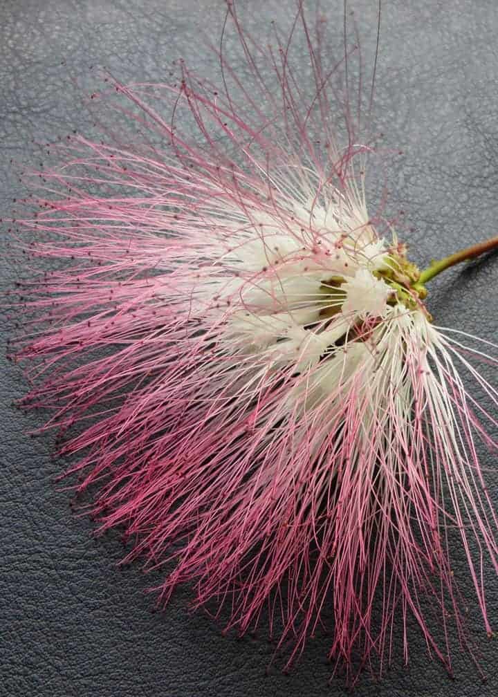 flower-from-the-pink-silk-tree-Ecuador