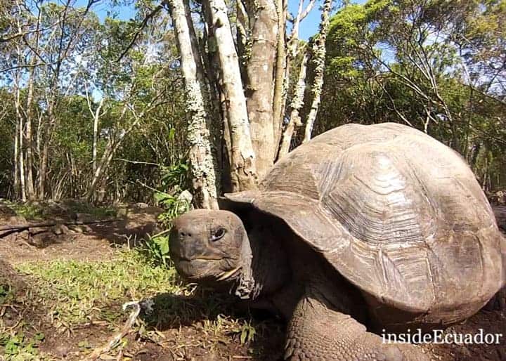 Galapagos giant tortoises Floreana