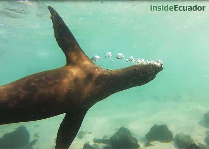 Galapagos sea lions Floreana Island